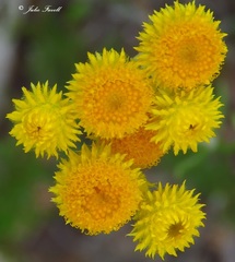 Chrysocephalum semipapposum
