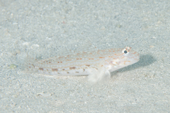Istigobius decoratus