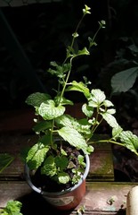 Mentha spicata