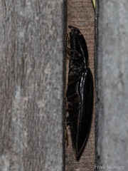 Melanactes