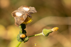 Theagenes aegides