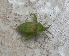Lycambes