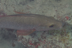 Lutjanus argentimaculatus