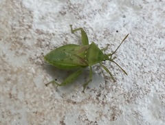 Lycambes
