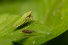 Draeculacephala minerva