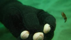 Doryteuthis opalescens