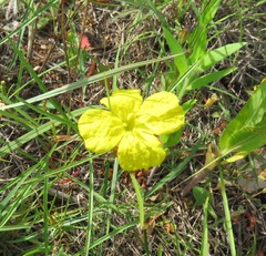 Calylophus