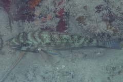 Lethrinus obsoletus
