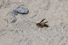 Polistes weyrauchorum