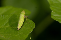 Draeculacephala minerva