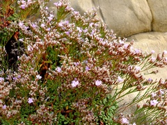 Limonium pseudominutum
