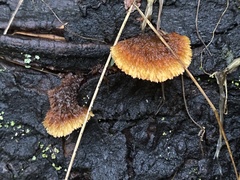 Gloeophyllaceae