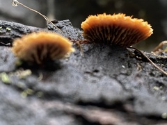 Gloeophyllaceae