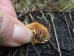 Gloeophyllaceae