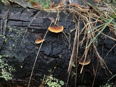 Gloeophyllaceae