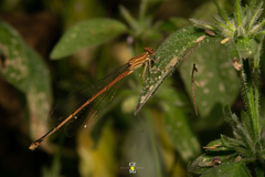 Apanisagrion