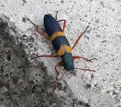 Strongylium rufipes