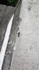 Strongylium rufipes