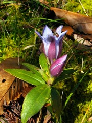 Gentiana scabra buergeri