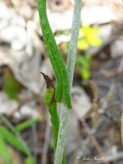 Chrysocephalum semipapposum