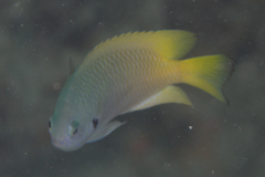 Pomacentrus nigromarginatus
