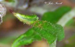 Chrysocephalum semipapposum