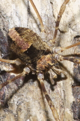 Forsteropsalis inconstans