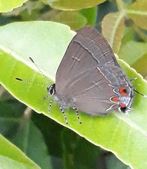 Calycopis