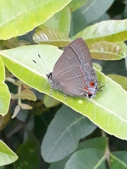 Calycopis