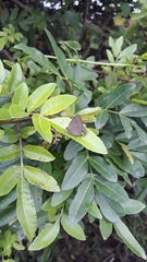 Calycopis