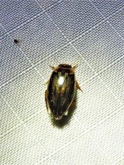 Coptotomus