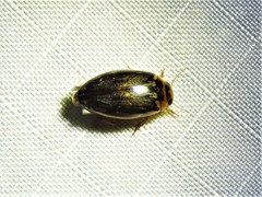 Coptotomus