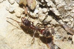 Austroponera castanea