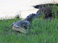 Crocodylus niloticus image