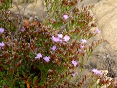 Limonium pseudominutum