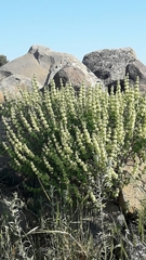 Pseudodictamnus undulatus