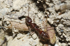 Austroponera castanea