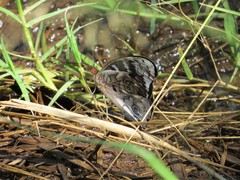 Eunica volumna