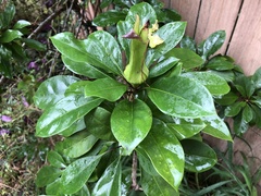 Solandra