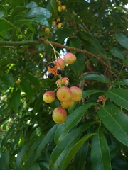 Matayba elaeagnoides