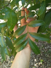 Matayba elaeagnoides