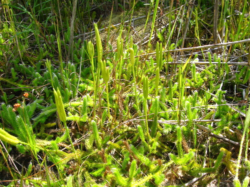 Lycopodium clavatum
