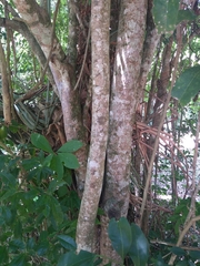 Matayba elaeagnoides