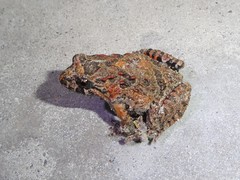 Tusked Frog photo 3