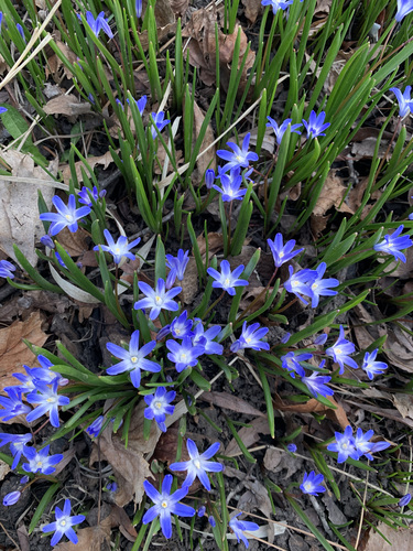 Forbes' Glory-Of-The-Snow (Scilla forbesii)