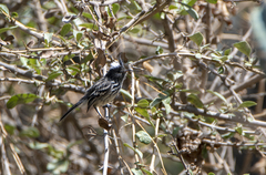 Anairetes reguloides