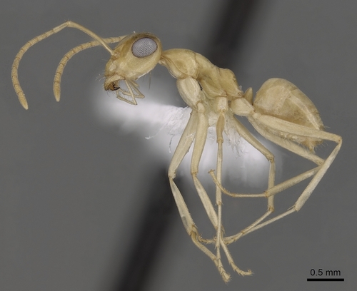 Myrmecocystus christineae