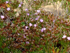 Limonium pseudominutum