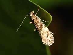 Lysiphragma epixyla