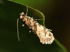 Lysiphragma epixyla